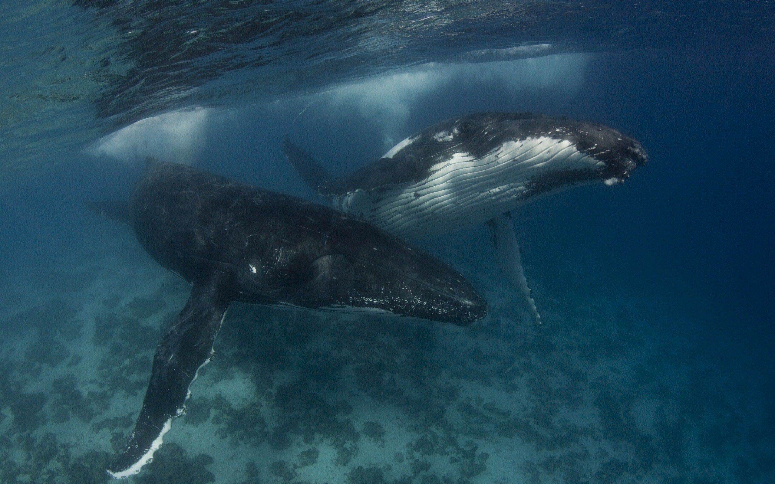 Blue-Whales-Underwater.jpg