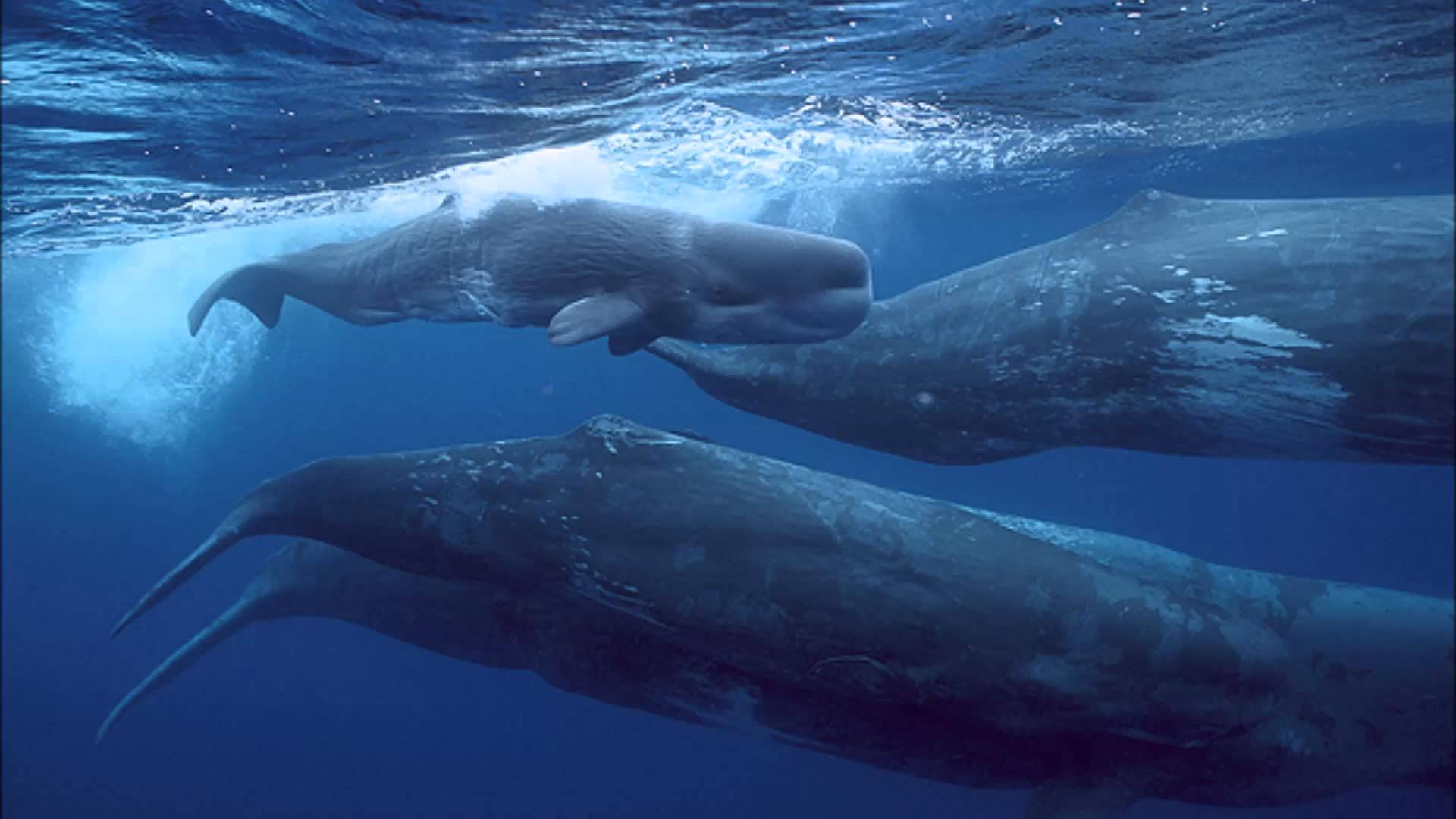 Blue Whale Megalodon Size Comparison - wallpaper.