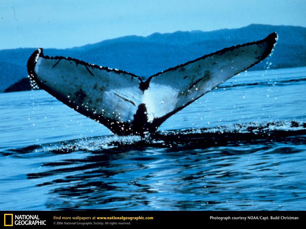 Humpback Whale Picture, Humpback Whale Desktop Wallpaper, Free ...