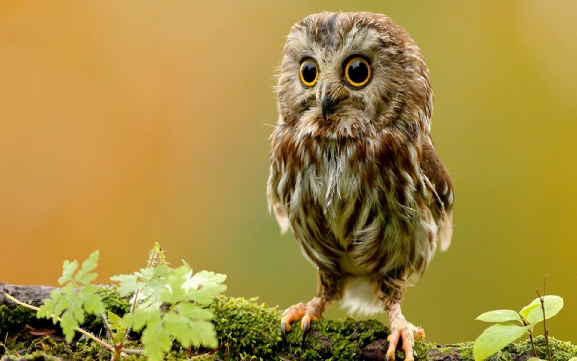 Little Owl HD Wallpaper For Desktop Of Cute Baby Owl