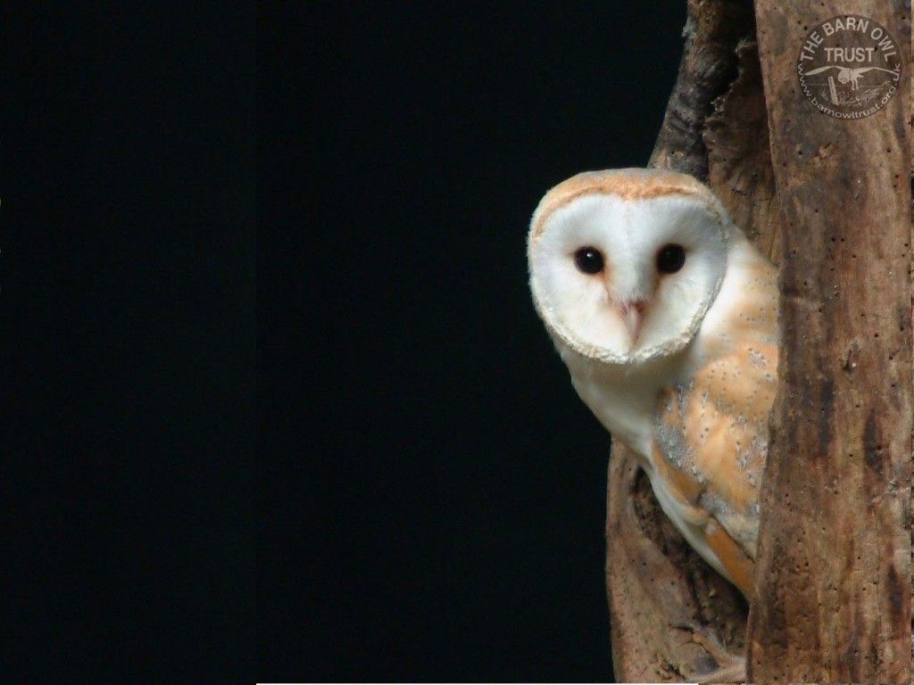 Owl Owls HD Wallpaper | Animals Wallpapers