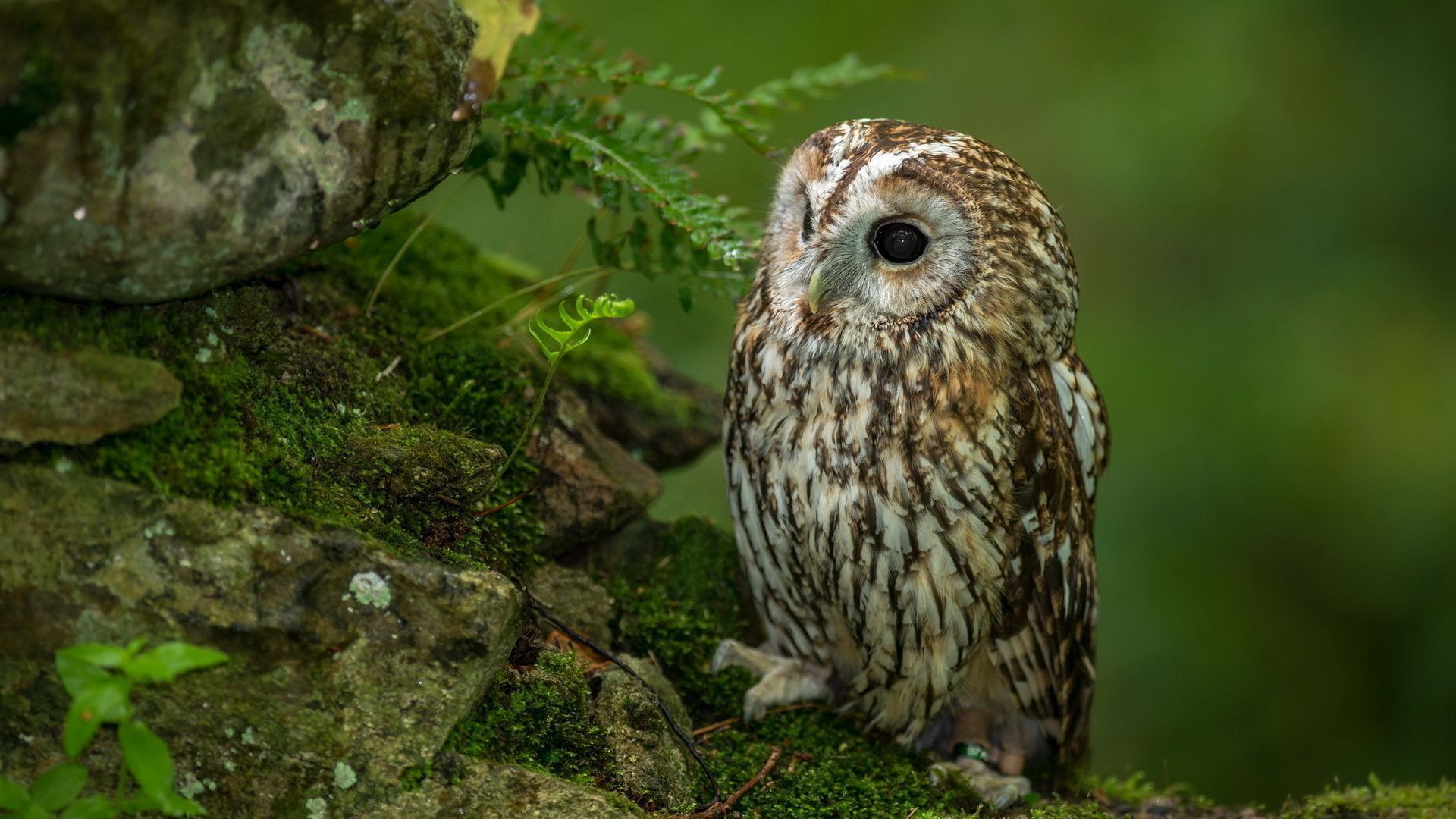 542 Owl HD Wallpapers | Backgrounds - Wallpaper Abyss