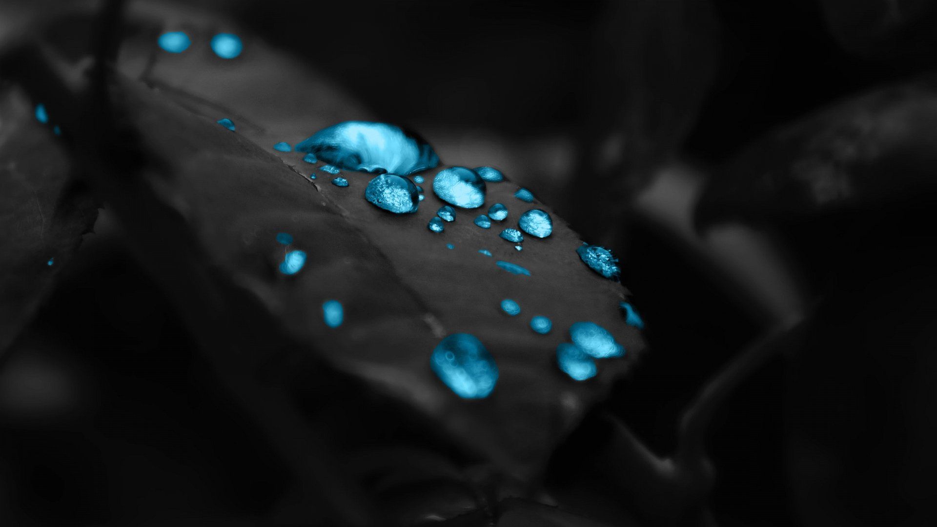 Wallpaper Blue Drops In A Black Leaf 1920 X 1080 Full Hd - 1920 x