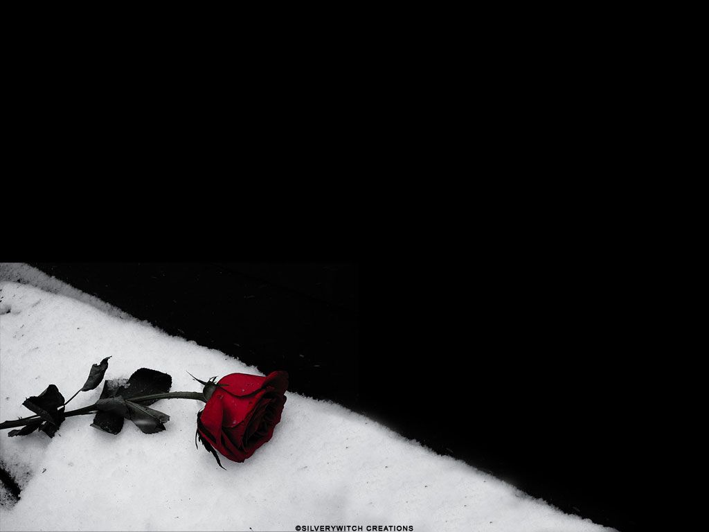 Black Rose wallpaper from Gothic wallpapers