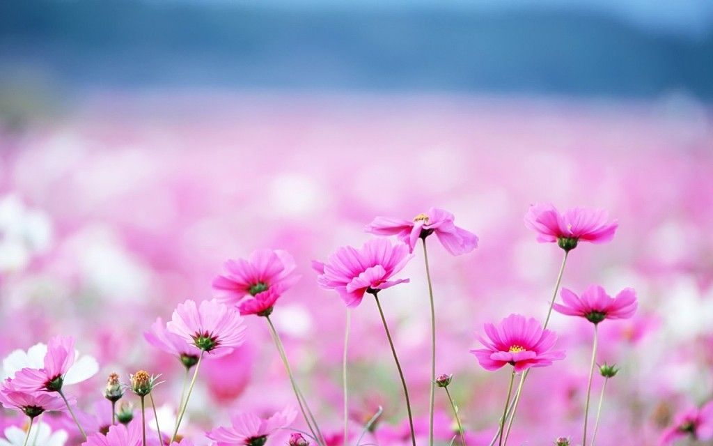 Pink Flower Field Desktop Backgrounds #4237182, 1024x640 | All For ...