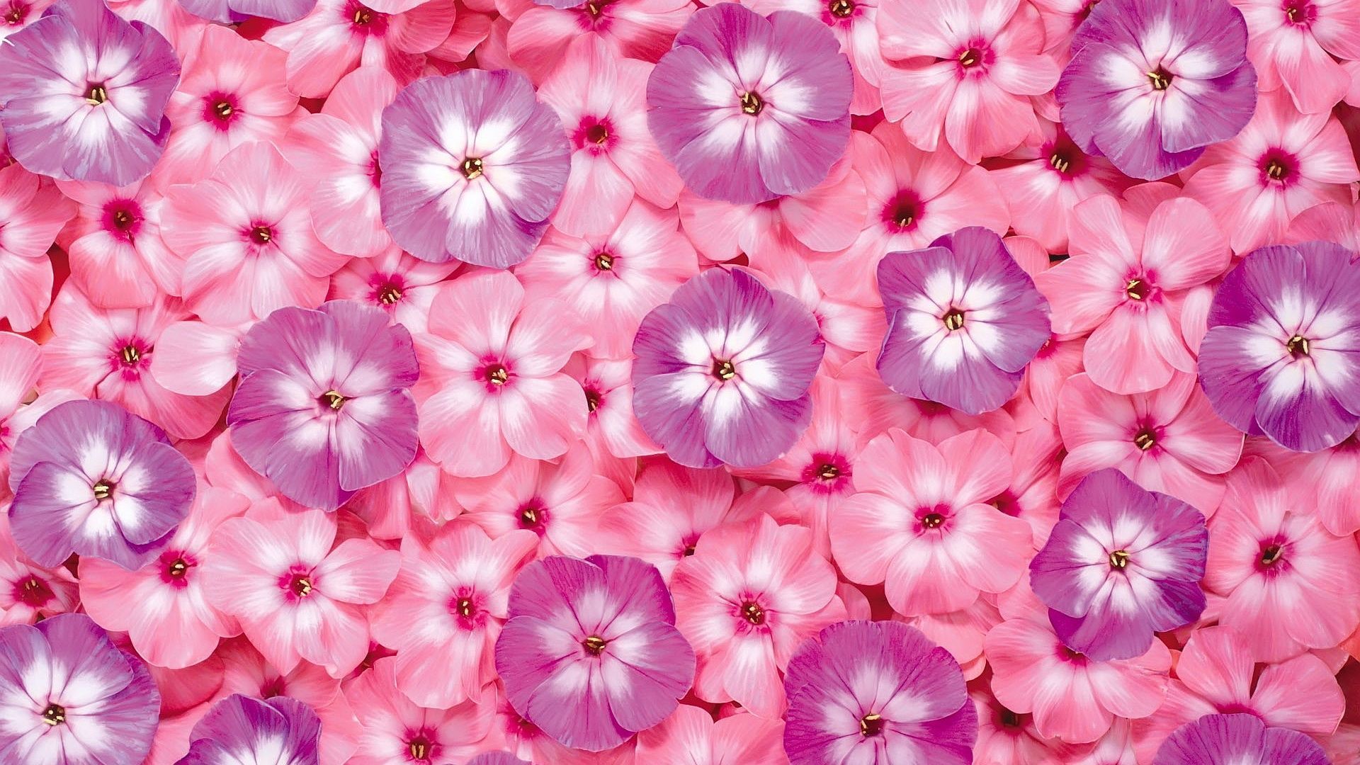 water drop on pink flower new desktop wallpaper in hd full free ...