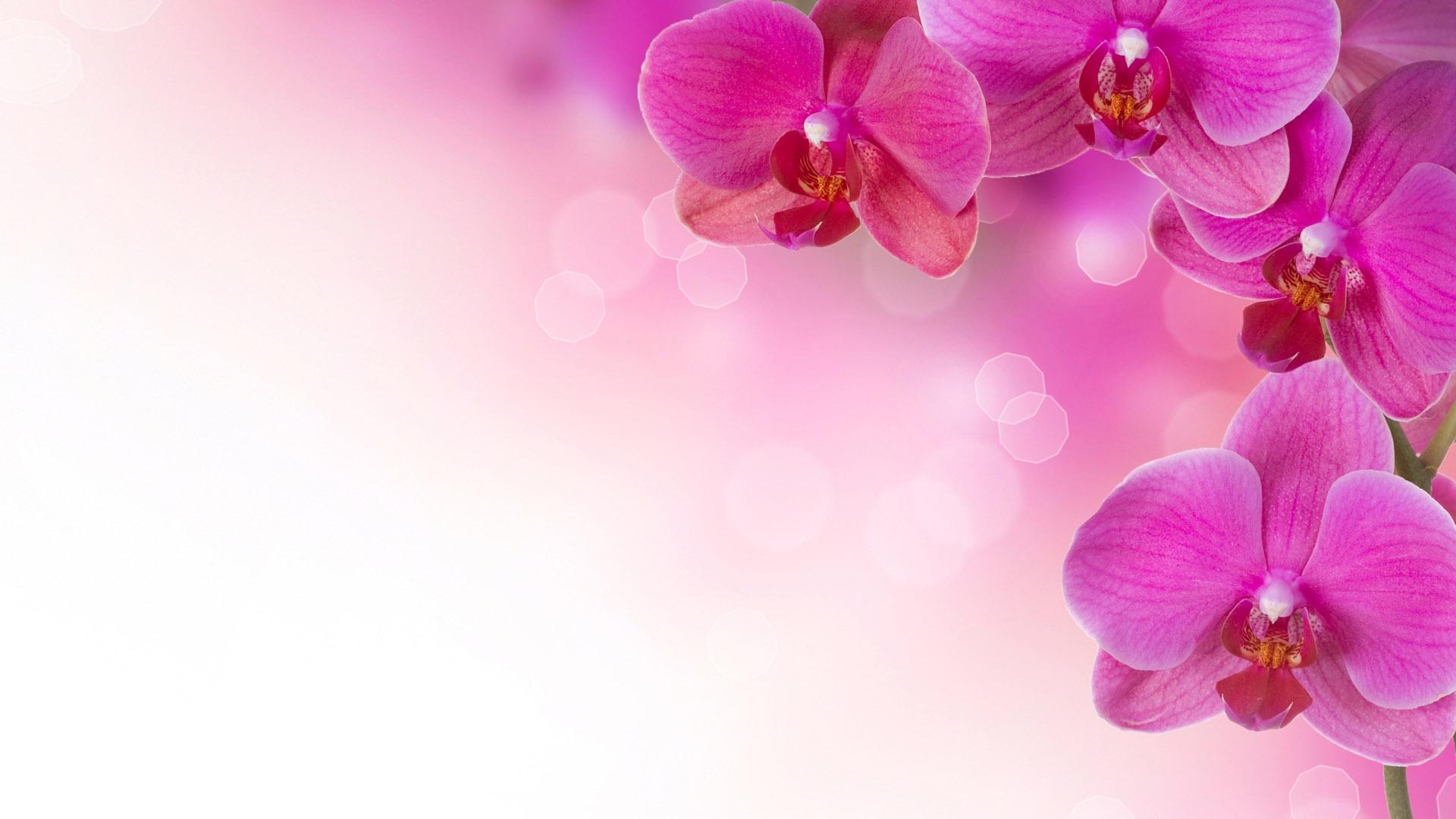Pink Flowers Desktop Wallpapers