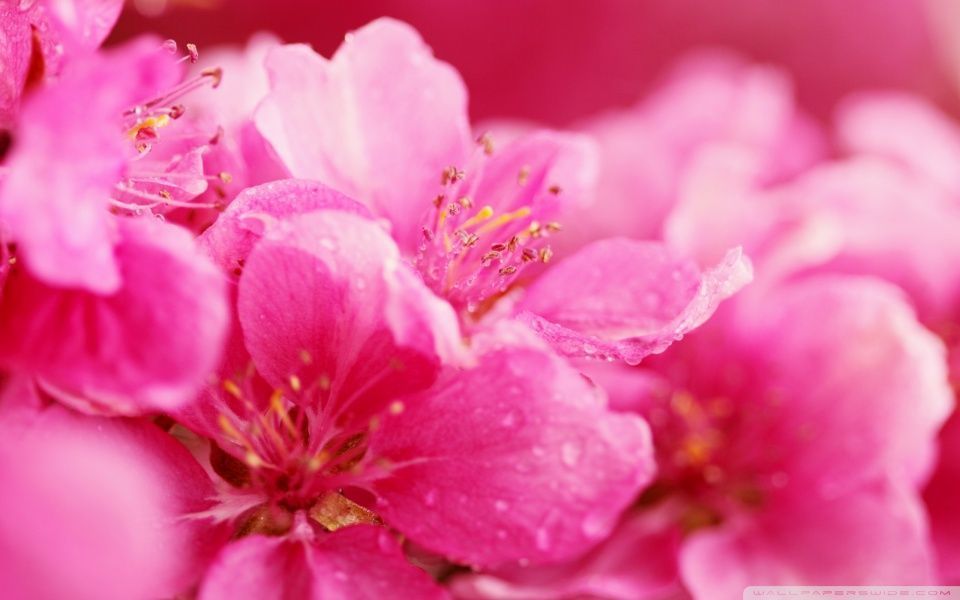 Pink Spring Flowers HD desktop wallpaper : High Definition ...