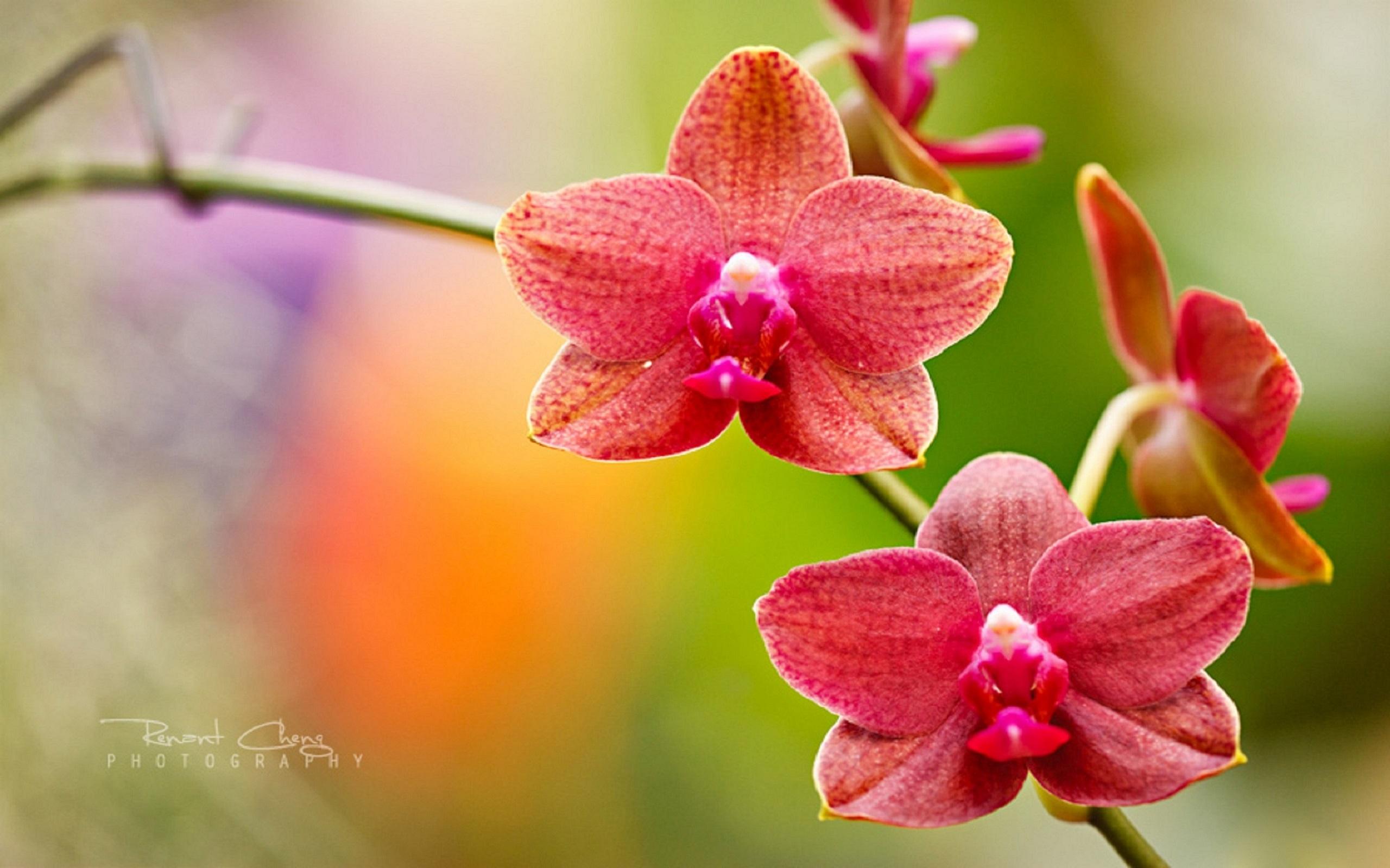 The Orchids of Display HD Wallpaper, get it now
