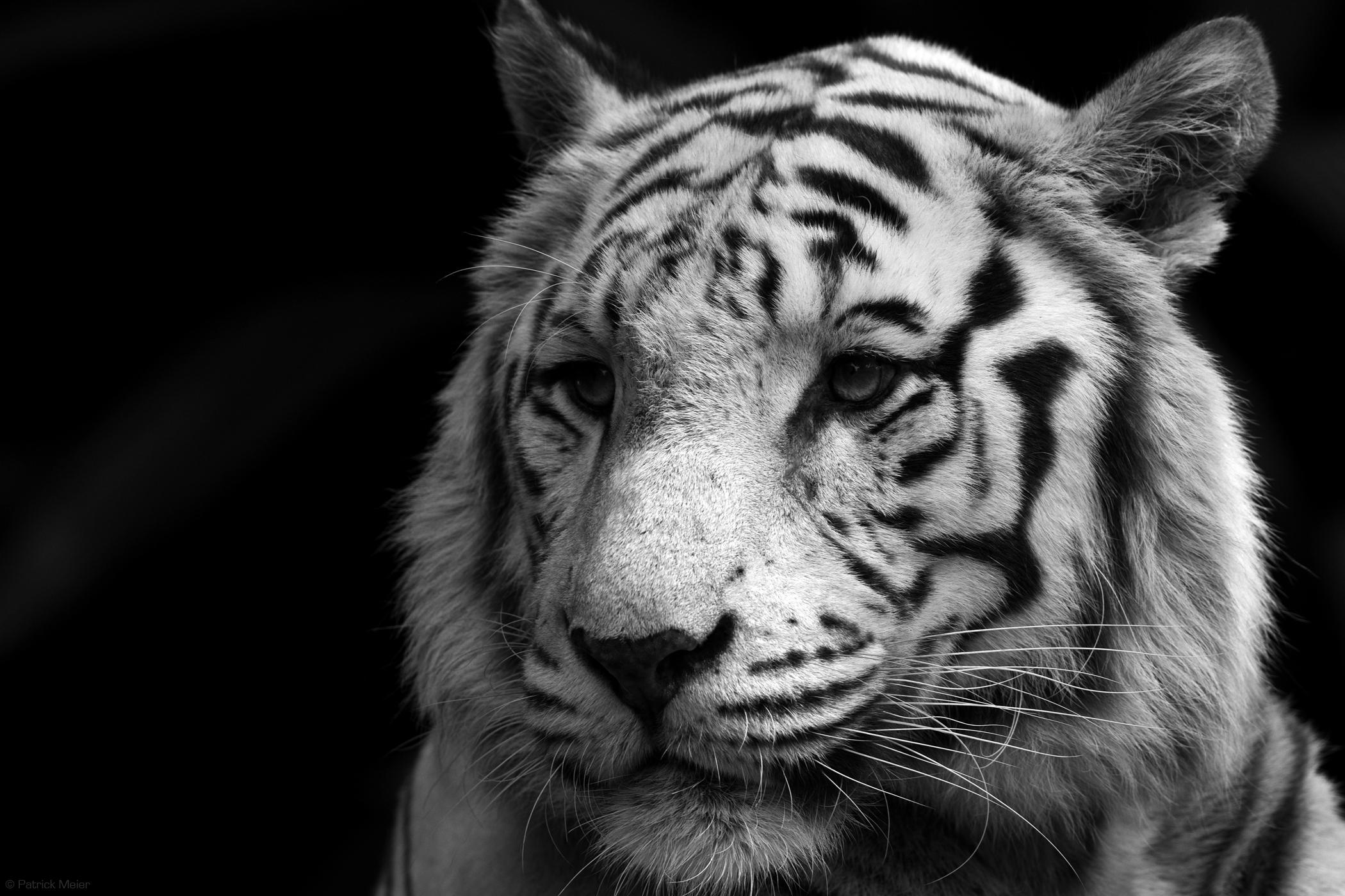 Great Tiger Portrait >> HD Wallpaper, get it now!