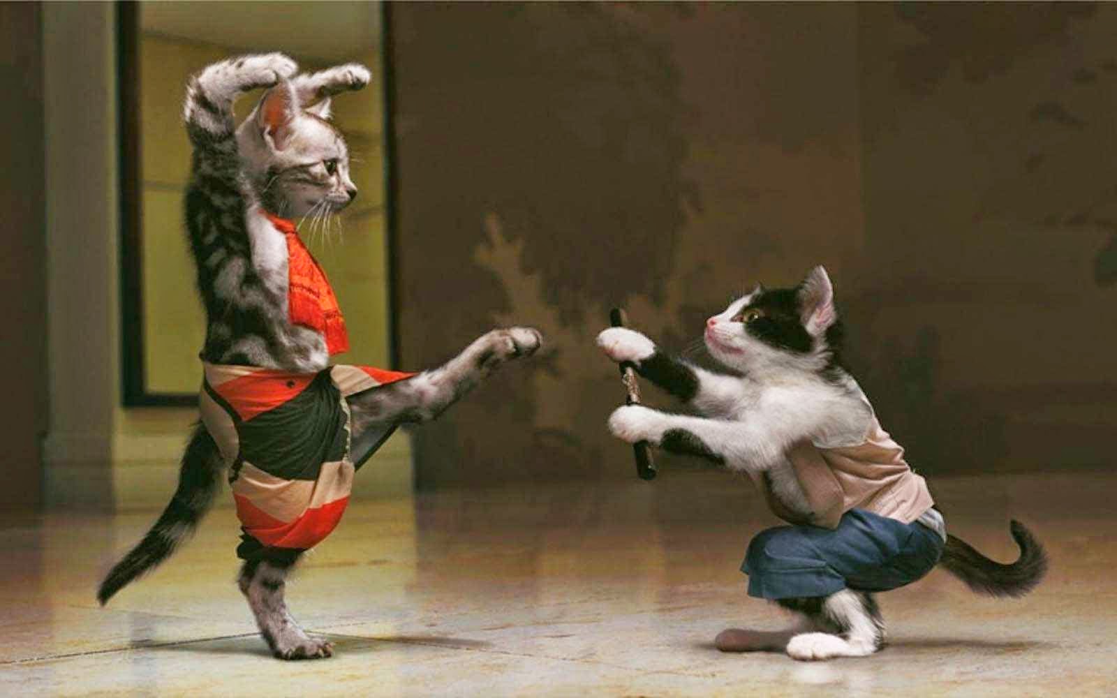 Karate Cat Funny HD Wallpapers - HD Wallpapers Storm | Free ...