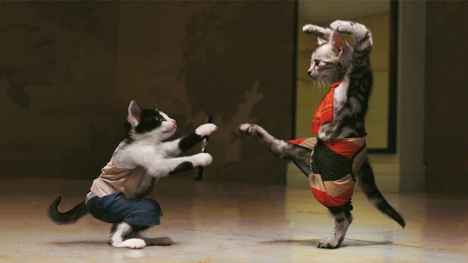 Wallpaper Funny Karate Cats - 1600 x 900 - Strange Funny Weird ...