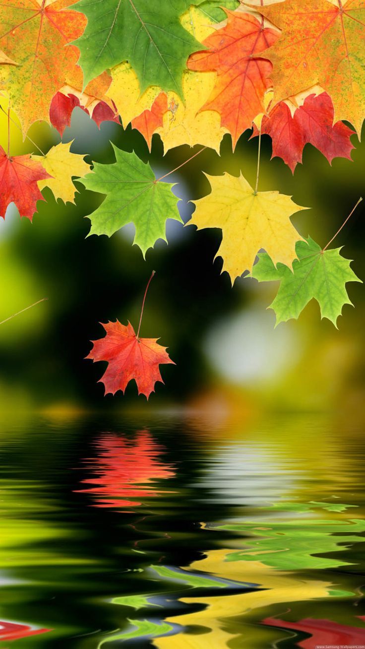 Colorful Autumn Maple Leafs iPhone 6 Plus HD Wallpaper / iPod ...