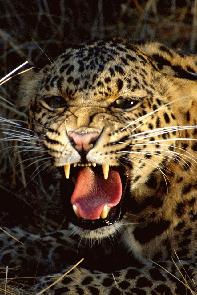 Angry Leopard iPhone Wallpaper HD - iPhone 5 Wallpapers HD Free ...