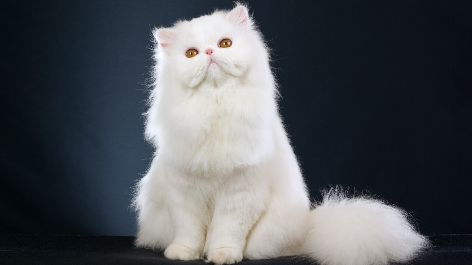 White Persian Cat Wallpaper Download For Desktop & Mobile