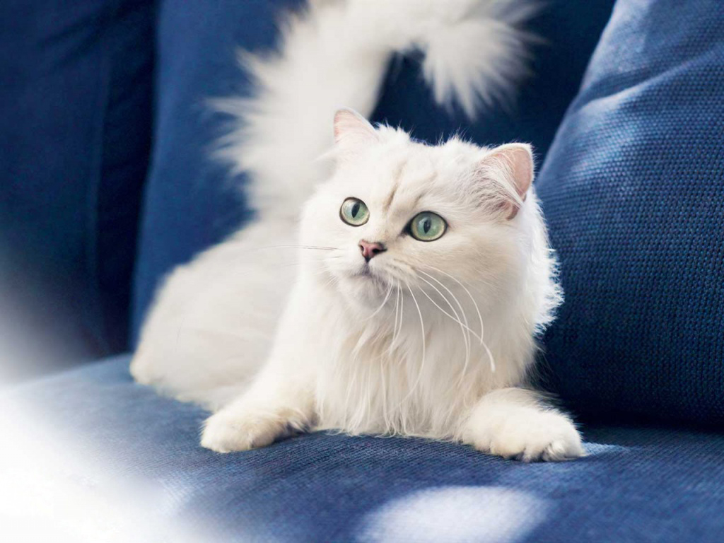 50 HD Cute Cat Wallpapers for Your Desktop
