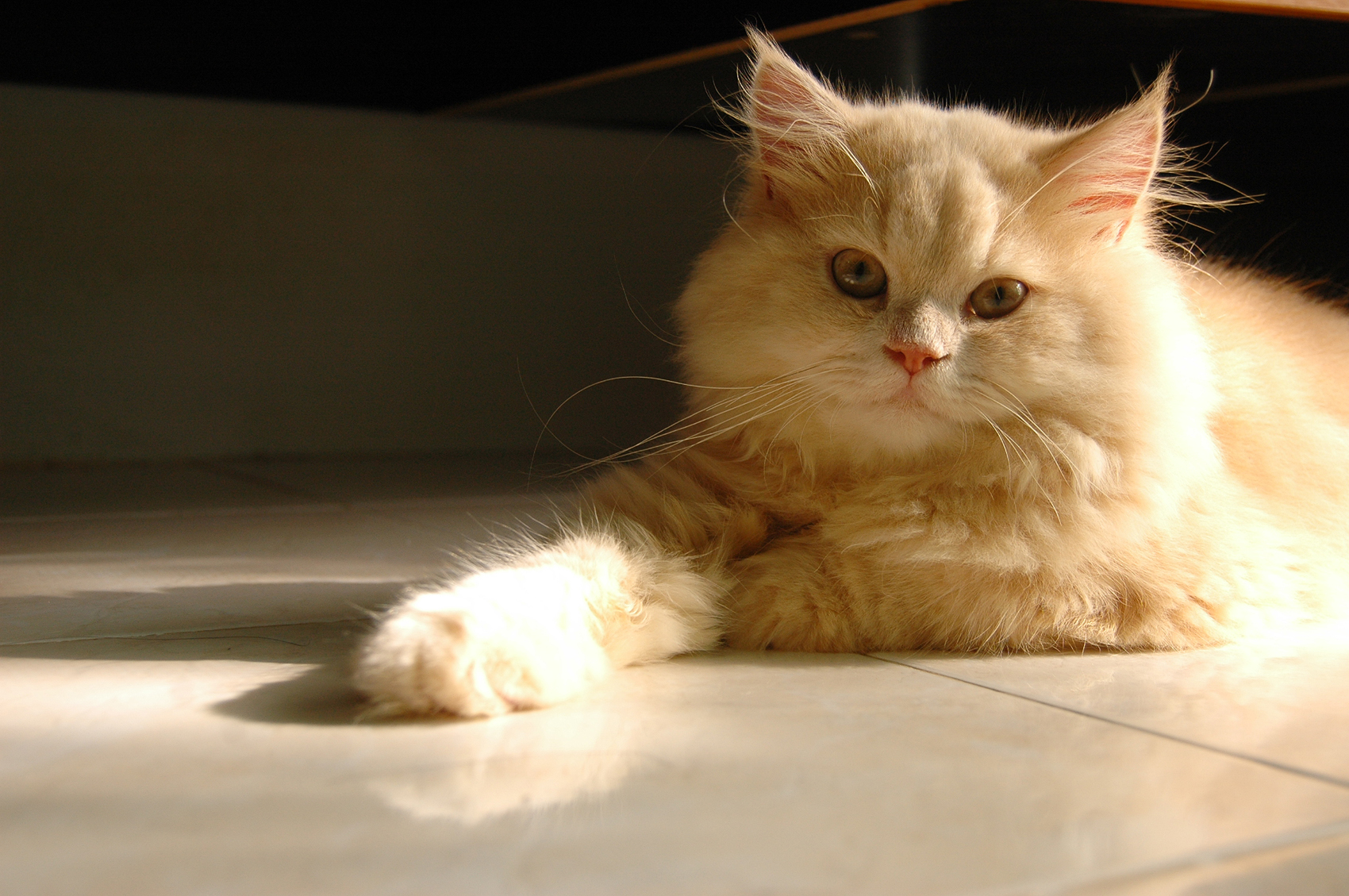 Persian cat wallpaper hd - About Animals
