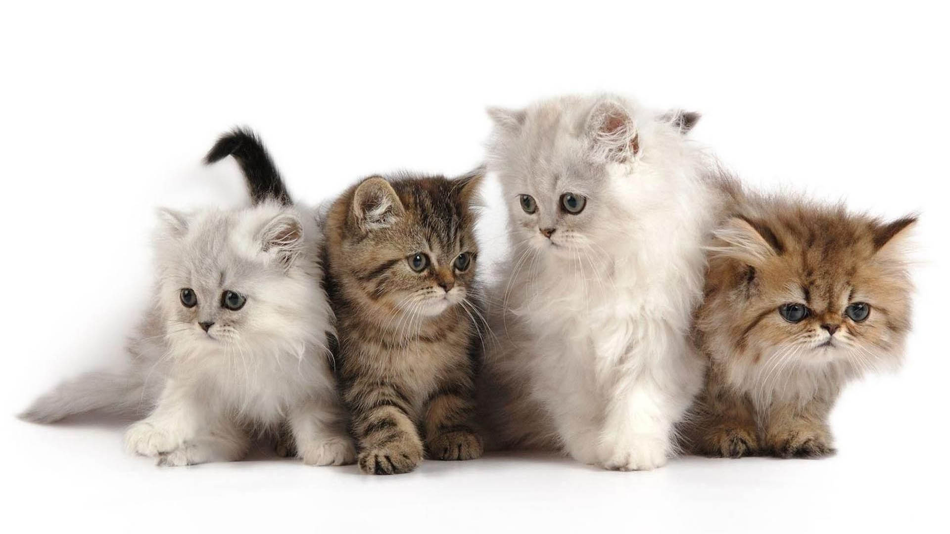 Persian Cats HD Wallpaper | Download Free Desktop Wallpaper Images ...