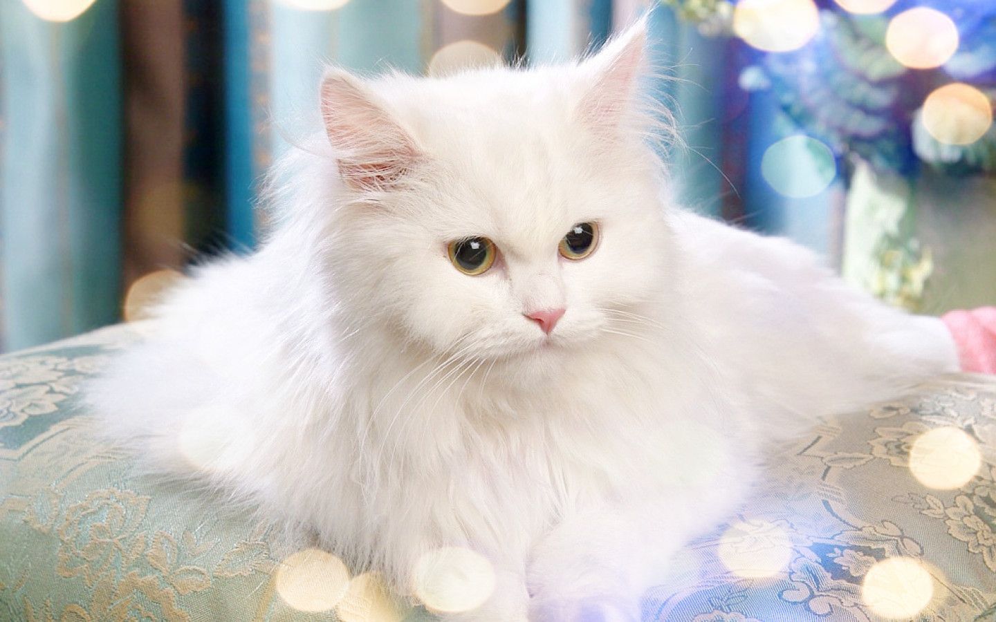 Turkish Van cat desktop wallpaper for white HD