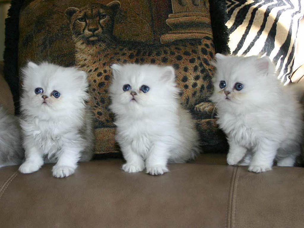 Persian Cat Wallpapers Animals Library