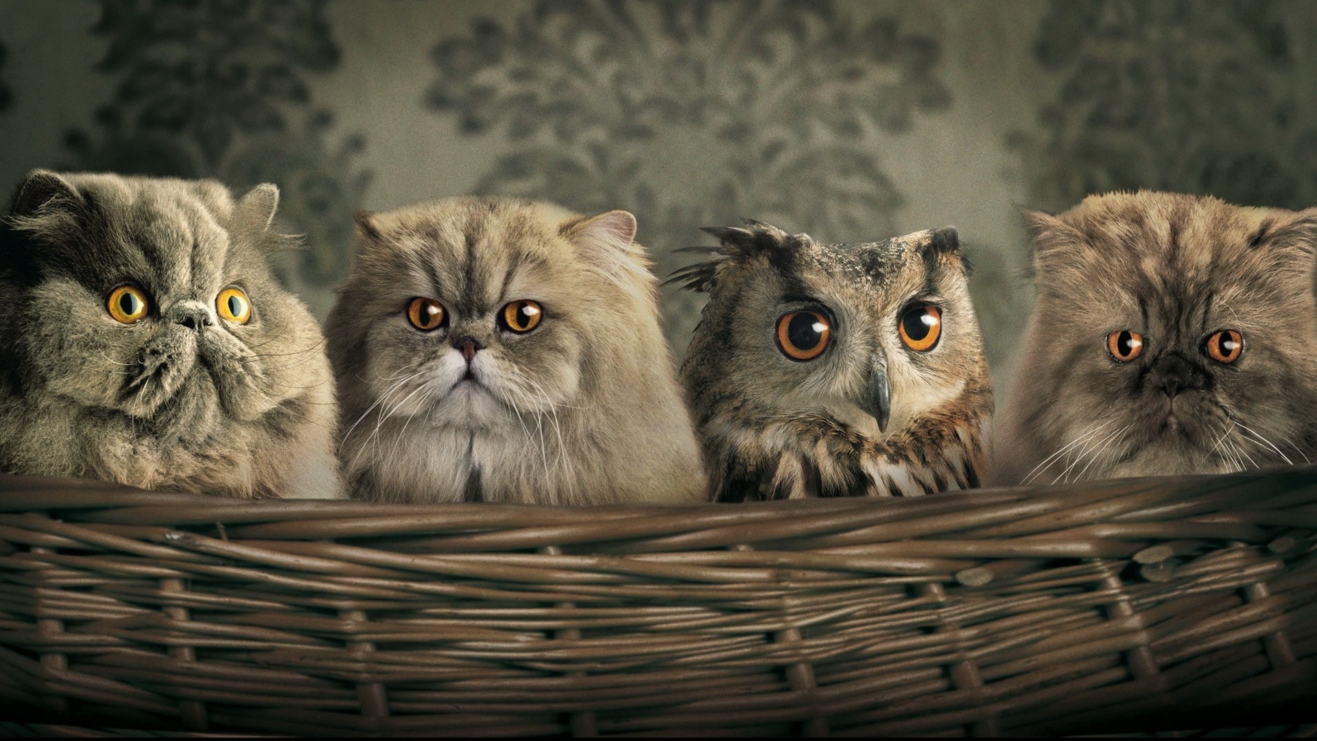 Persian Cats HD Wallpaper | Download Free Desktop Wallpaper Images ...