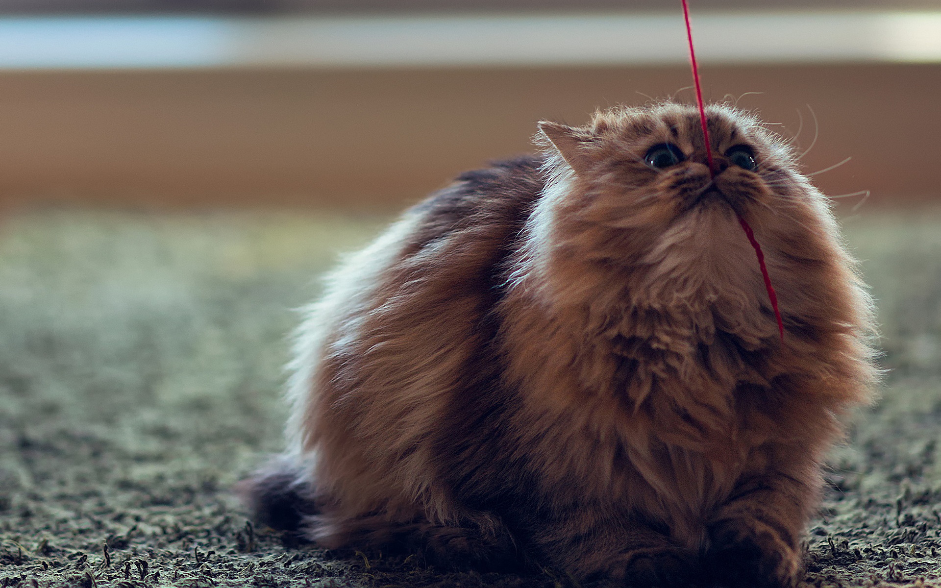 Persian Cat Playing with Red Thread | Photo and Desktop Wallpaper