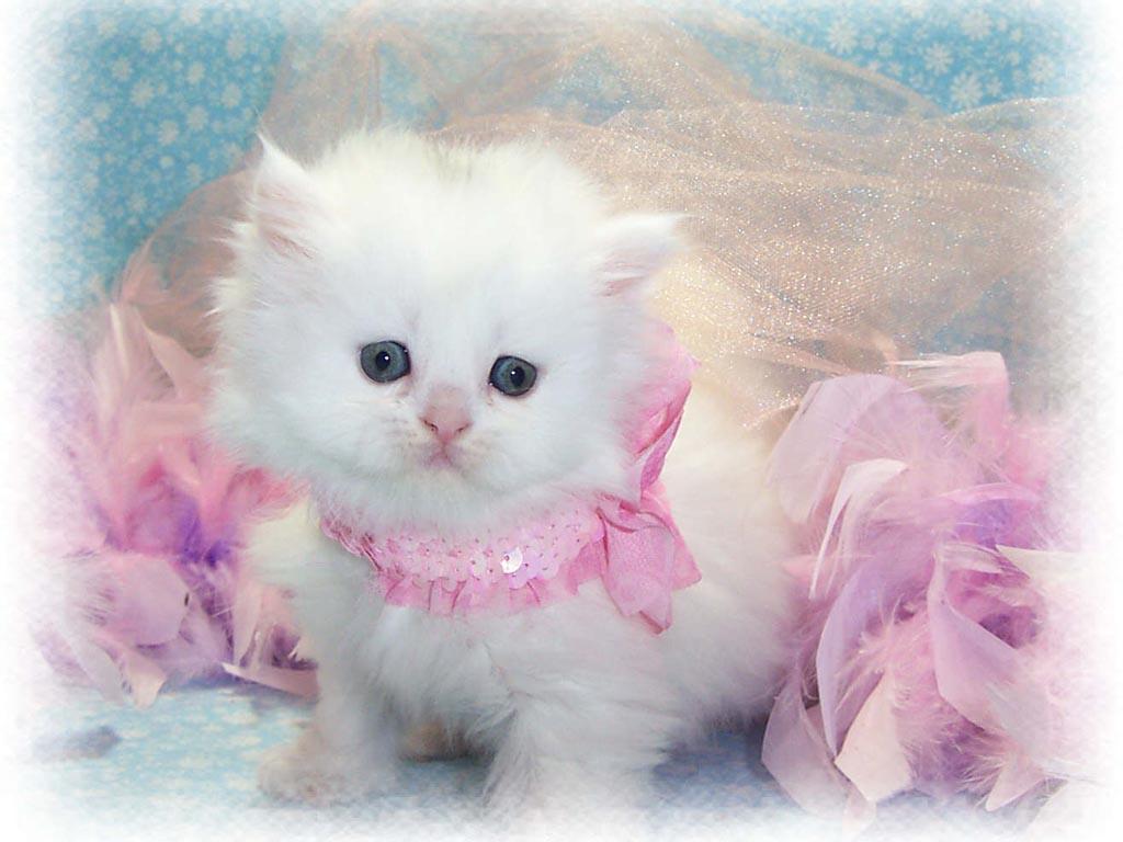 Persian Cat Wallpapers Group 77