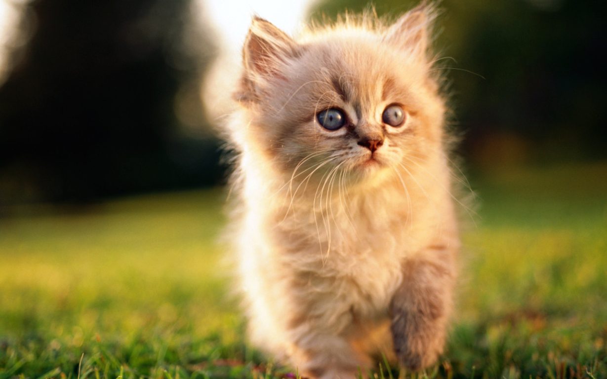 Persian cats wallpaper hd - About Animals