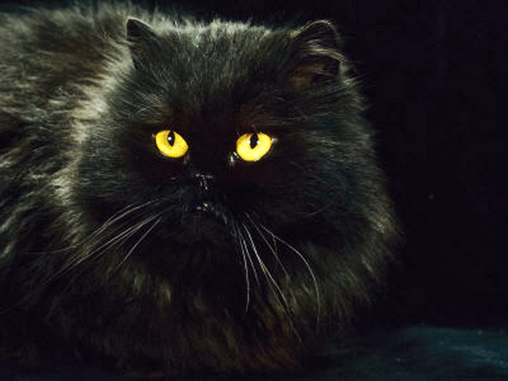 Black Persian Cat Wallpapers -o- | Wallpaper Picture Photo