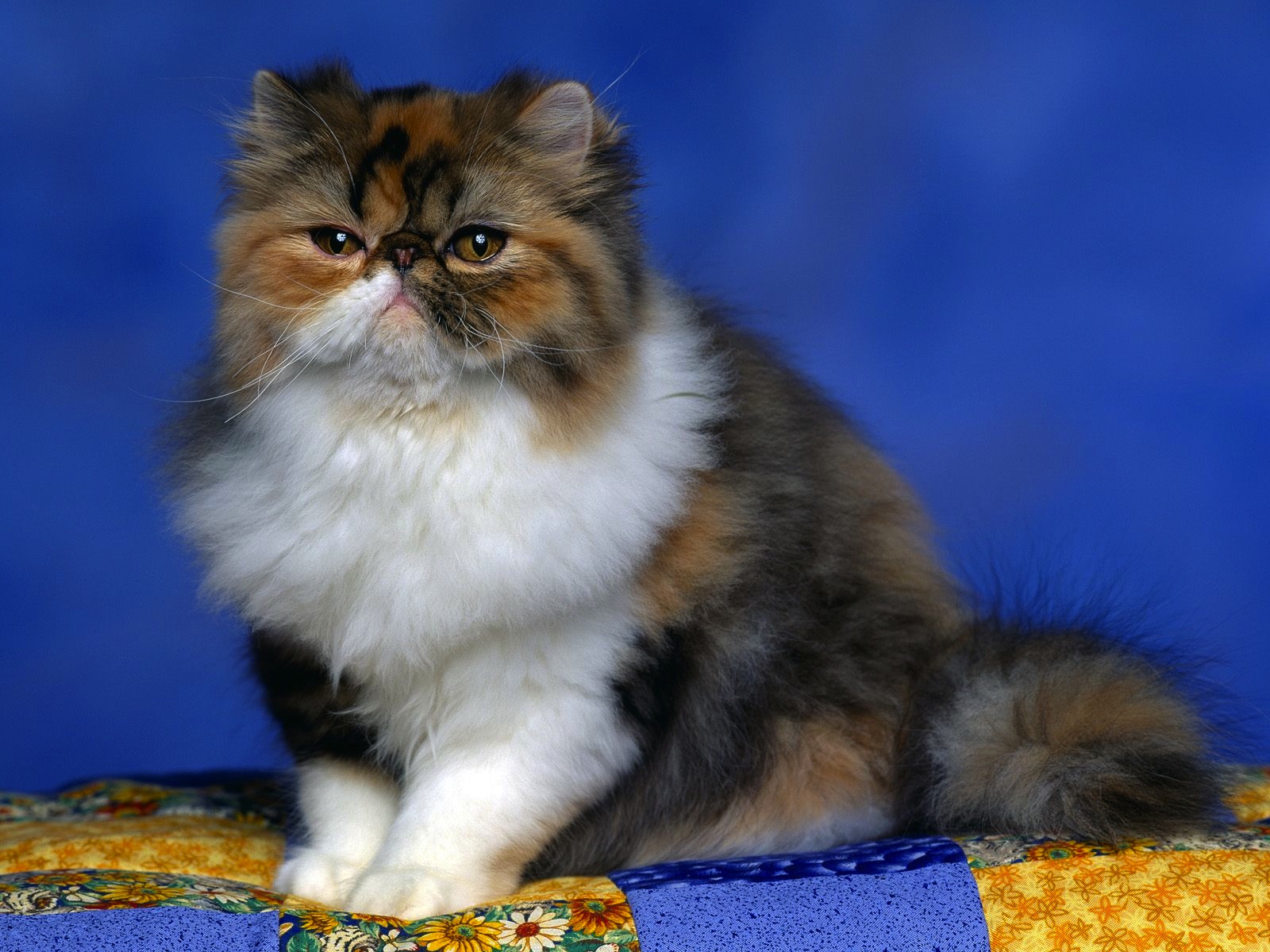 Cute Persian Cat HD Wallpaper | HD Wallpapera (High Resolution)
