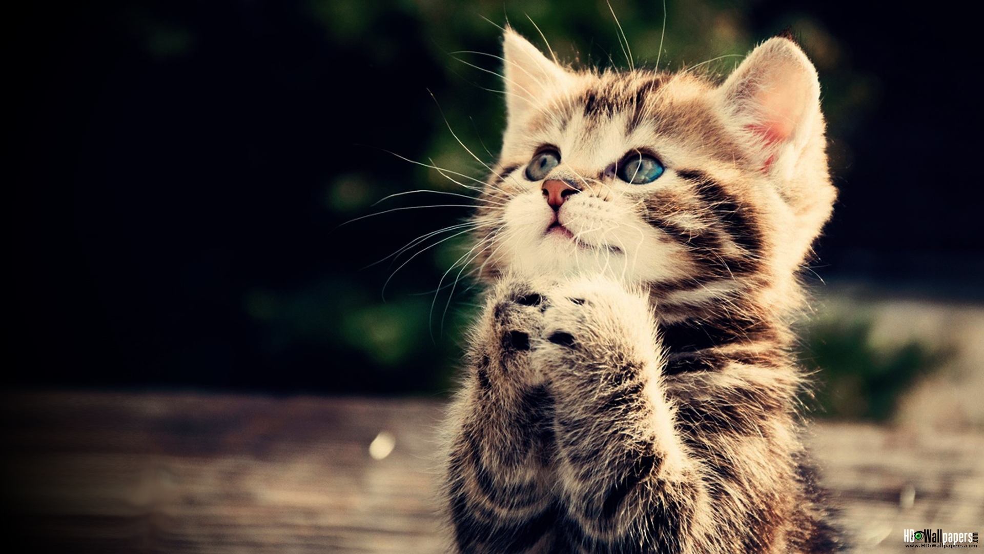 Persian Cat Images | Download Free Desktop Wallpaper Images & Pictures