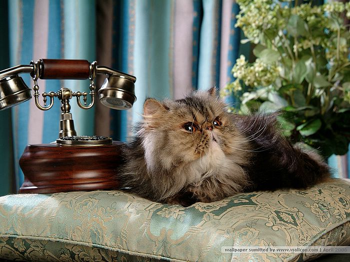Photo: Fluffy Persian Kittens - Persian Cat Wallpaper 26 - Wallcoo.net