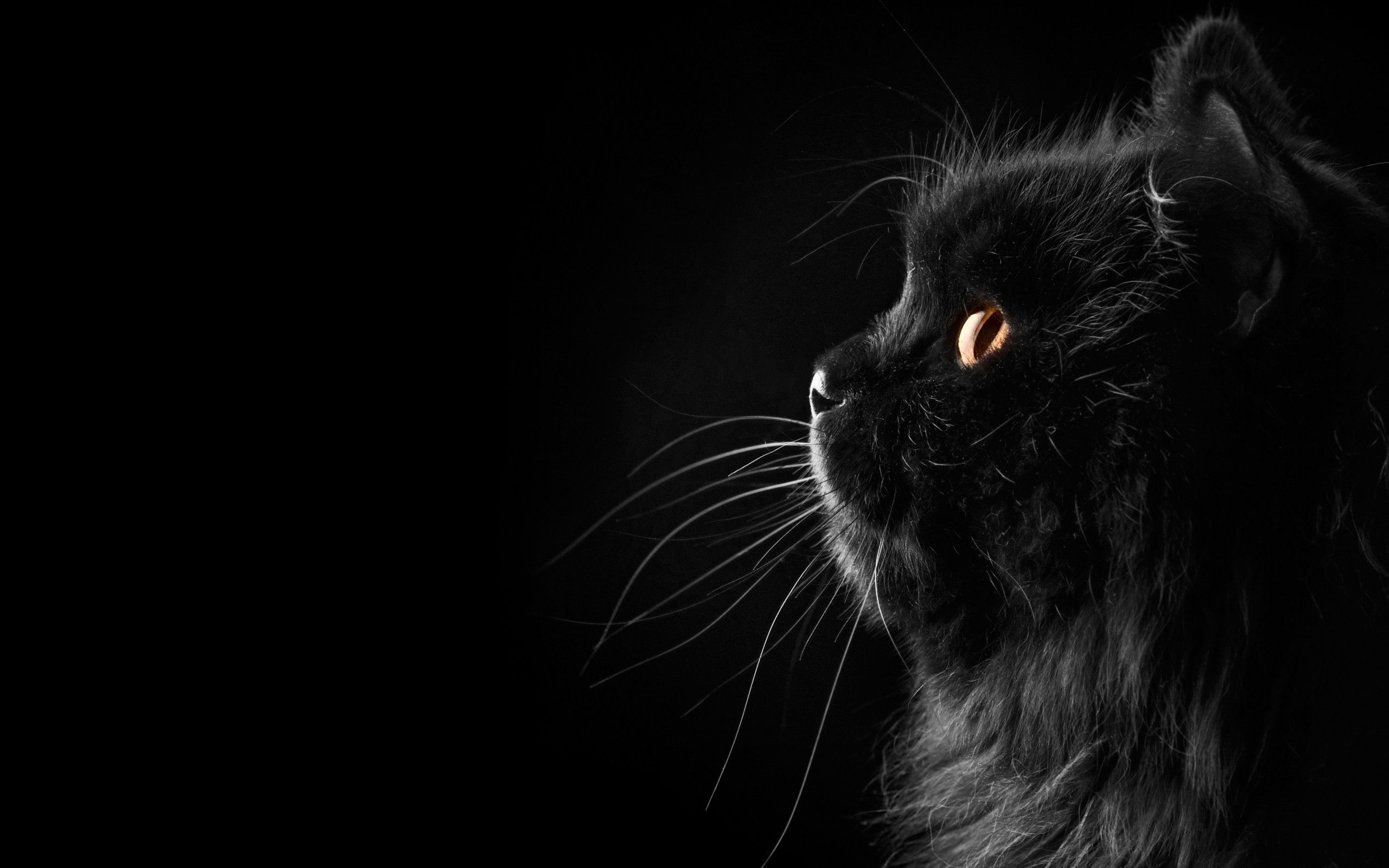 Black Persian Cat Wallpaper HD Free Download For Desktop