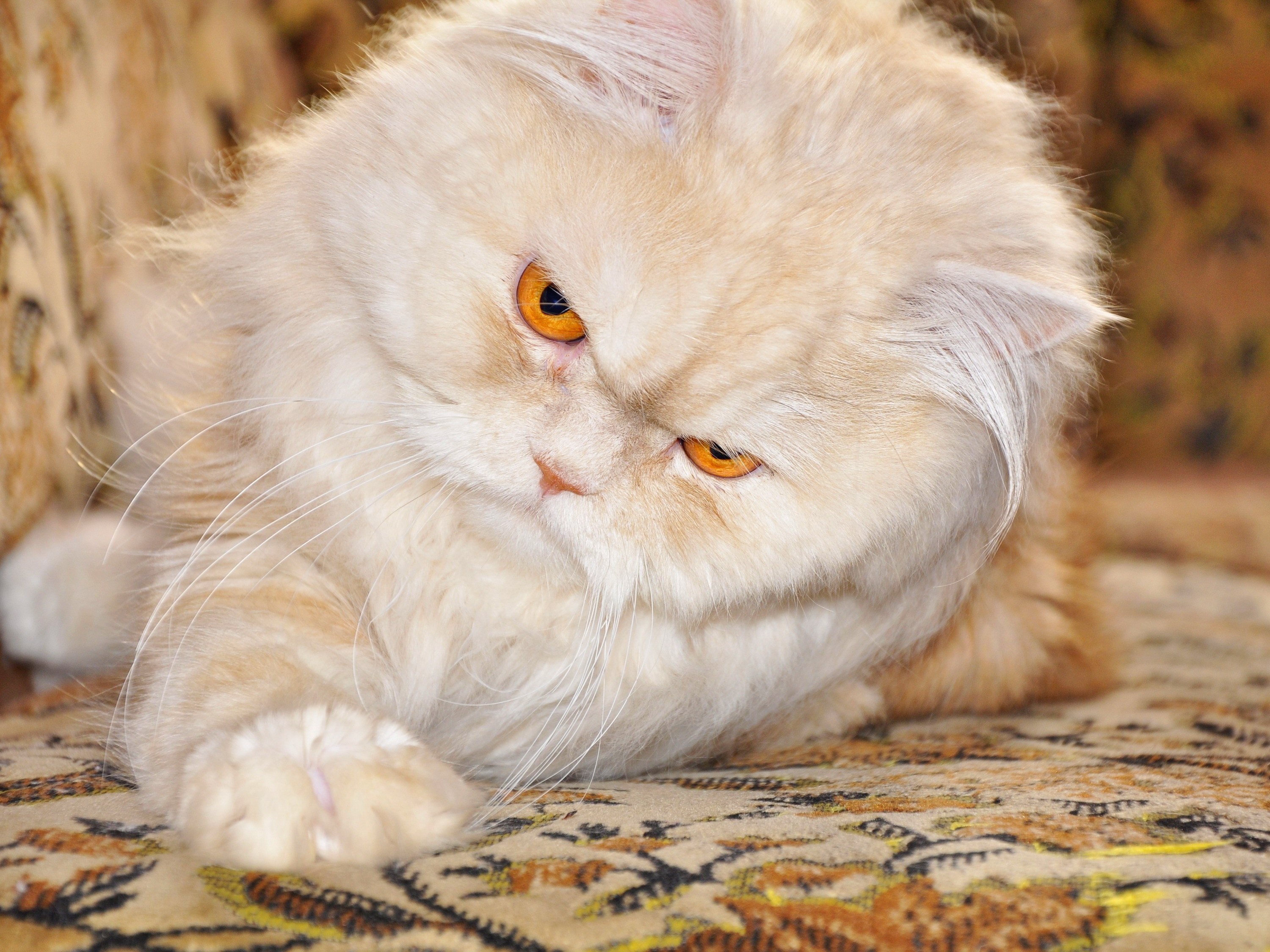 Persian cats hd wallpapers - About Animals