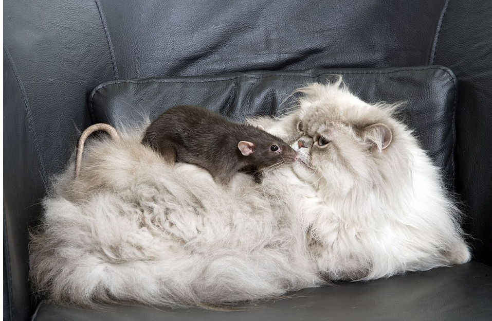 Rats and its natural enemy Persian cat funny - CuteImages.net