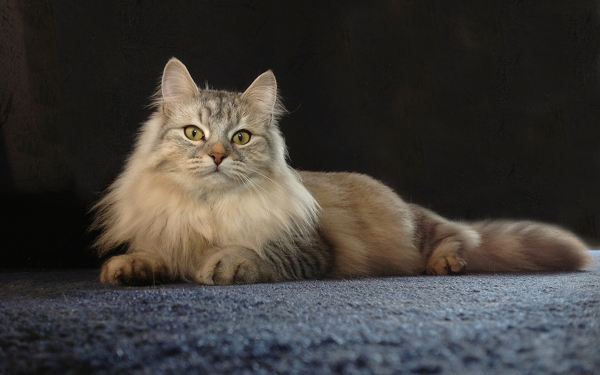 Persian cat lazily lying on the carpet