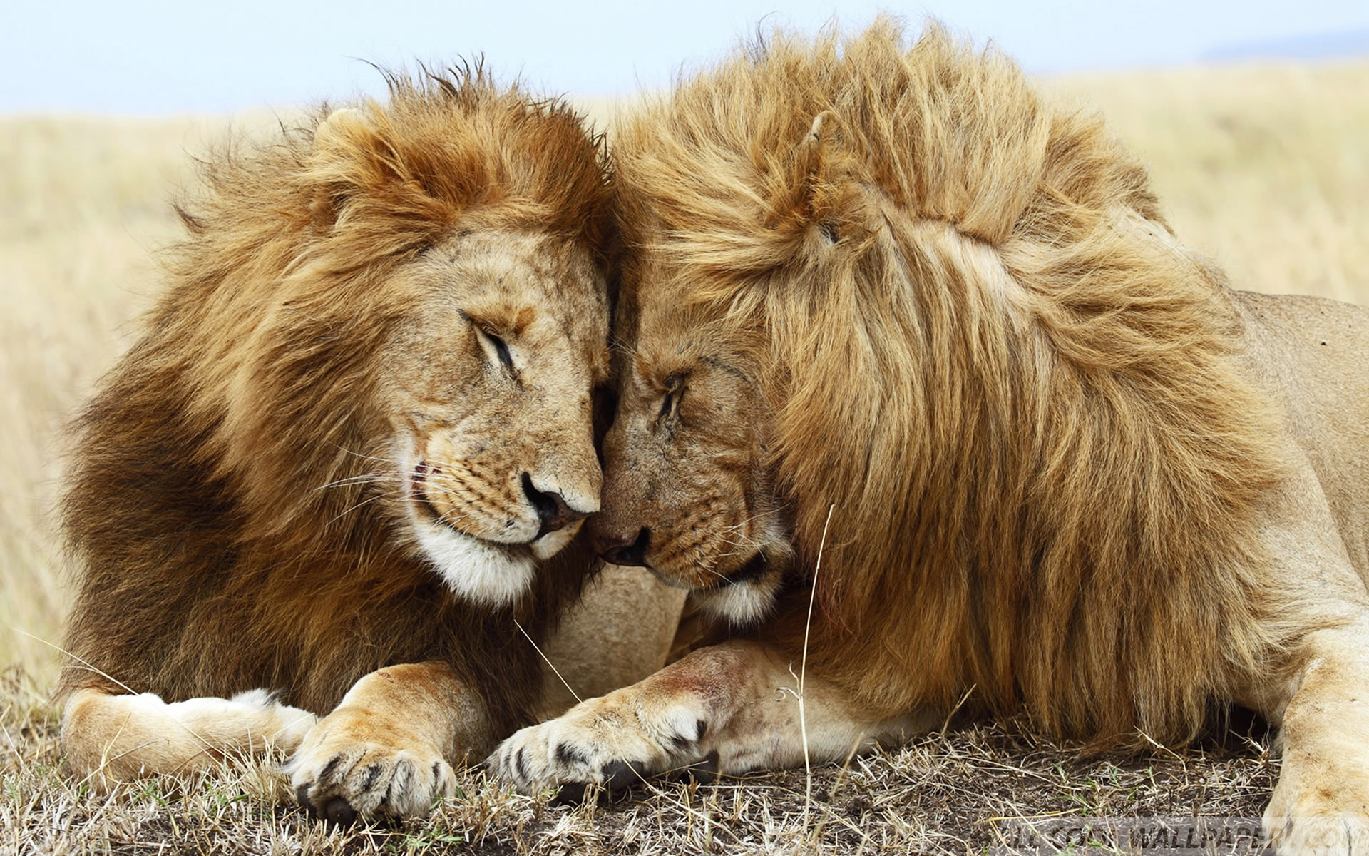 Lions Pair Wide HD Wallpaper