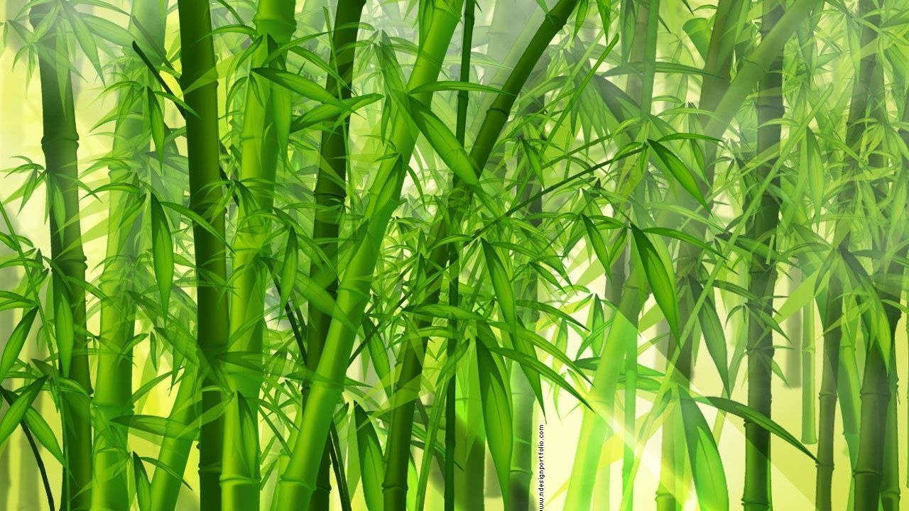 Bamboo Wallpapers HD