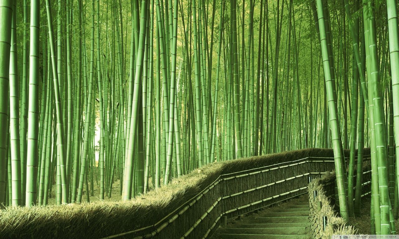 Bamboo Forest Background HD desktop wallpaper High Definition