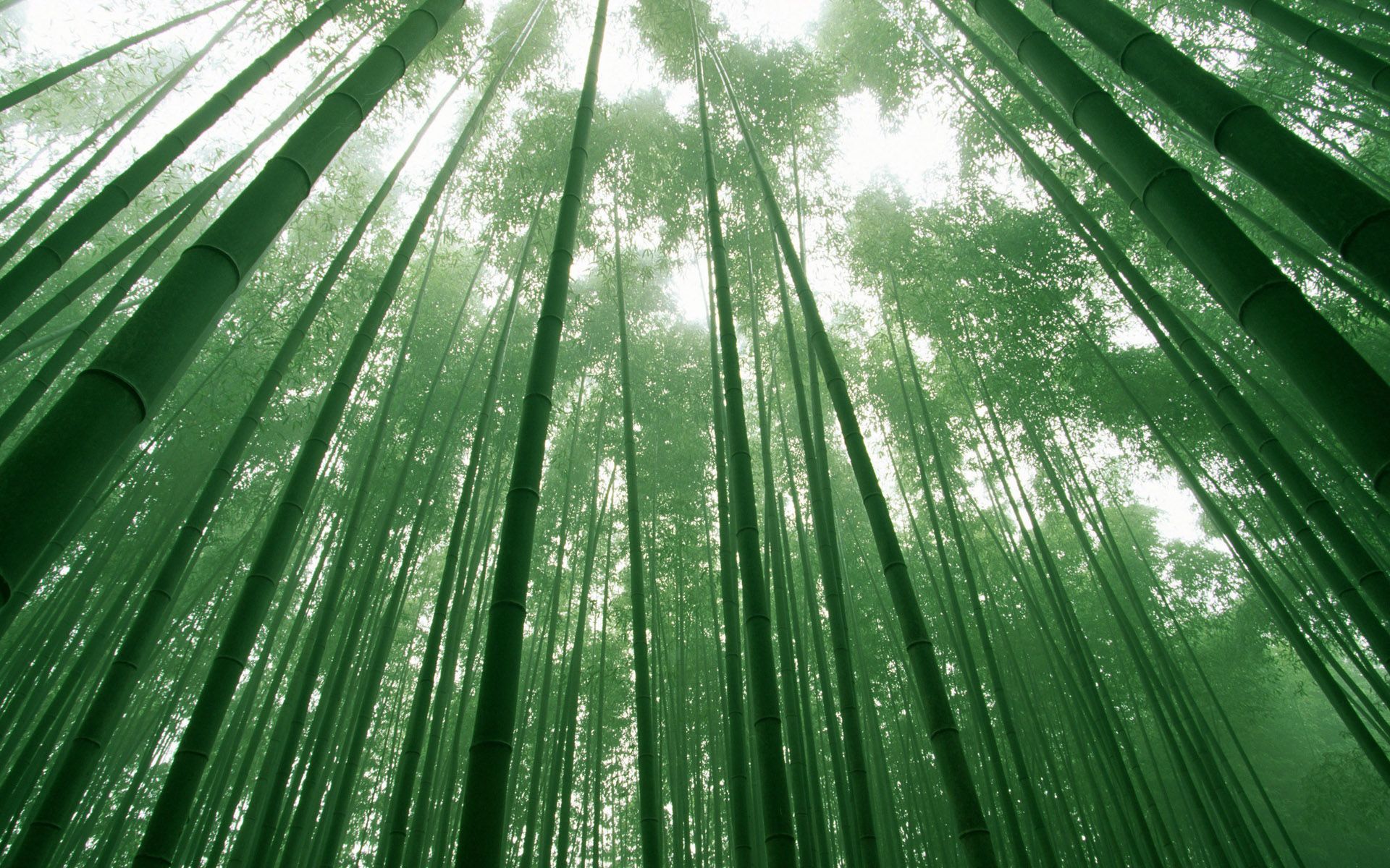 Download wallpaper 1366x768 bamboo forest trees nature tablet laptop  1366x768 hd background 2433