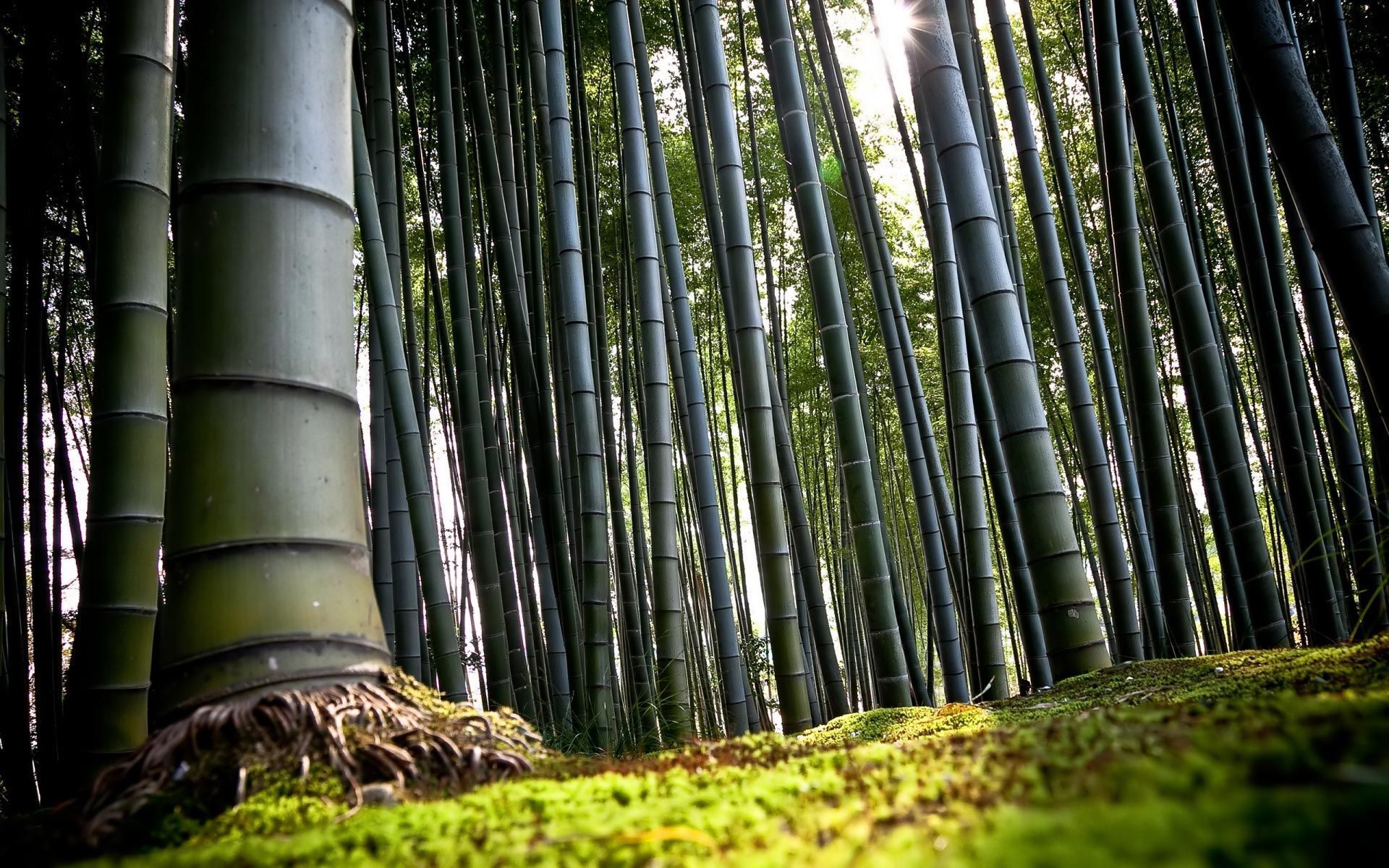 Download Bamboo Forest Wallpaper Full HD Backgrounds