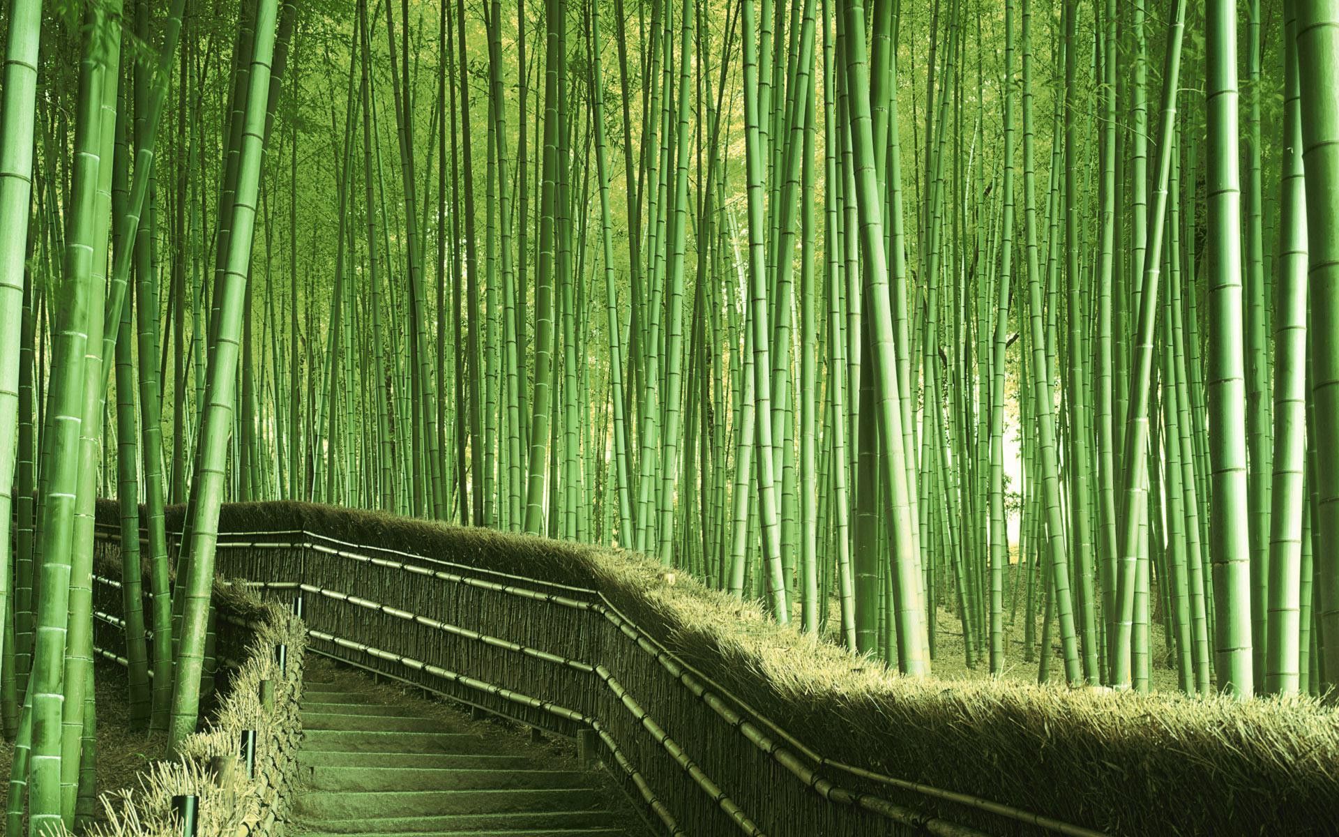 Download Bamboo Forest Wallpaper 1337 1920x1200 px High Resolution