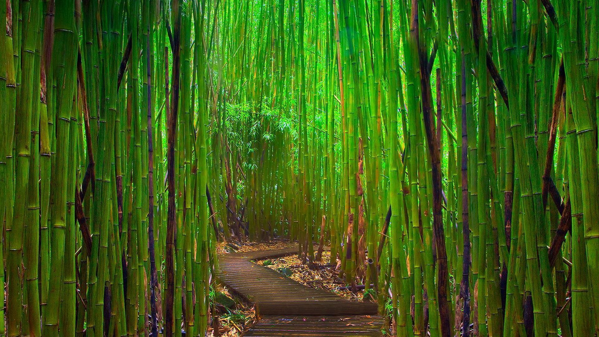 80 Bamboo HD Wallpapers Backgrounds - Wallpaper Abyss