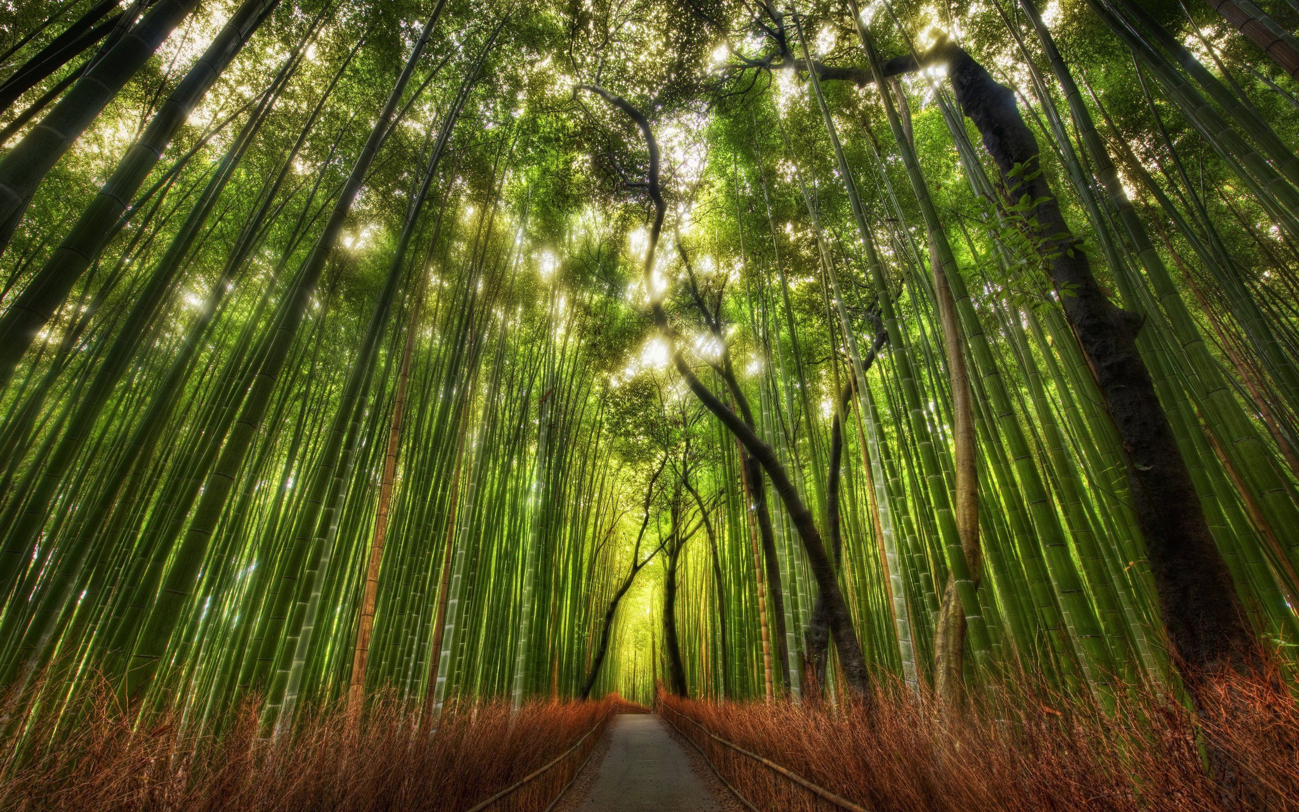 80 Bamboo HD Wallpapers Backgrounds - Wallpaper Abyss