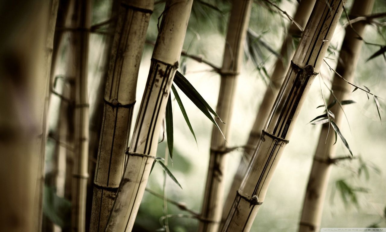 Bamboo HD desktop wallpaper Widescreen High Definition