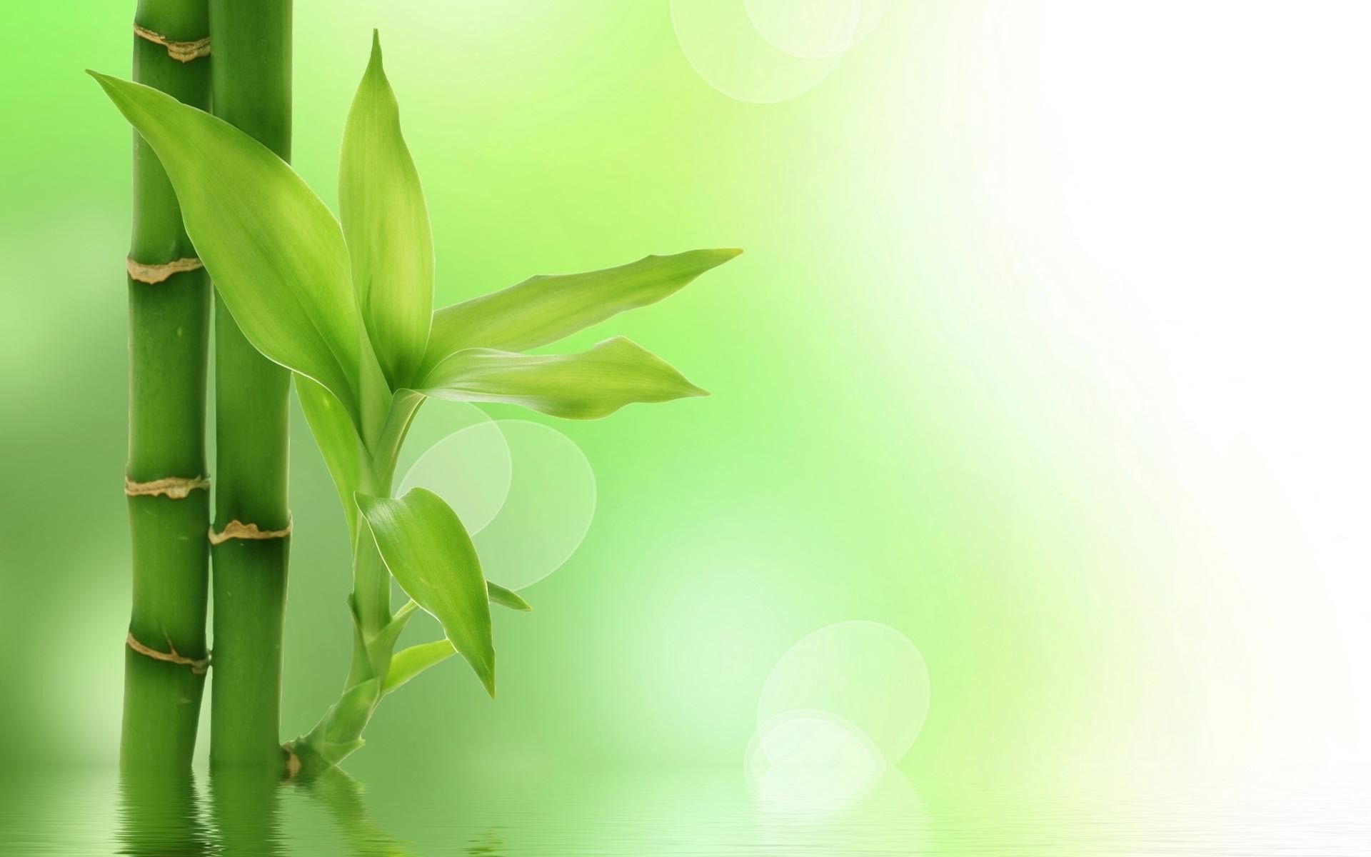 Green Bamboo Backgrounds