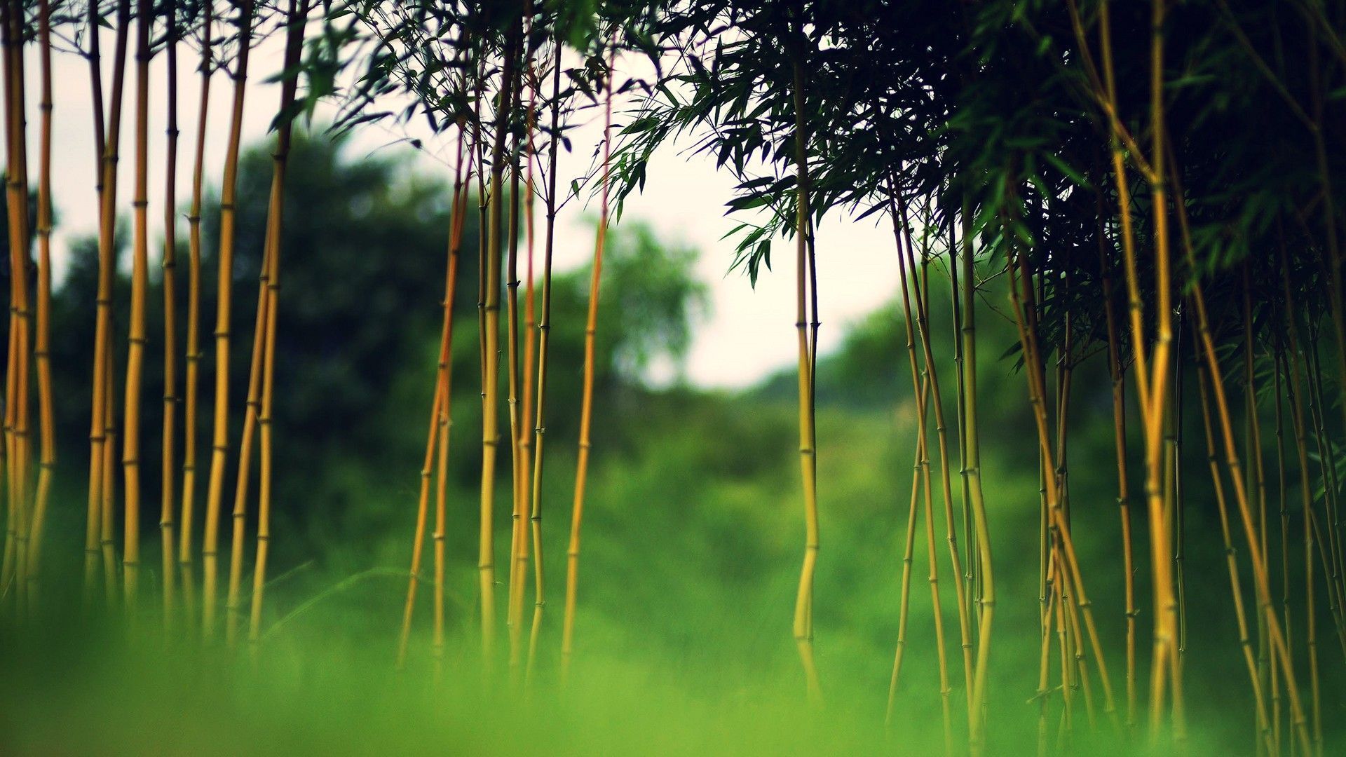 Bamboo Desktop Wallpapers