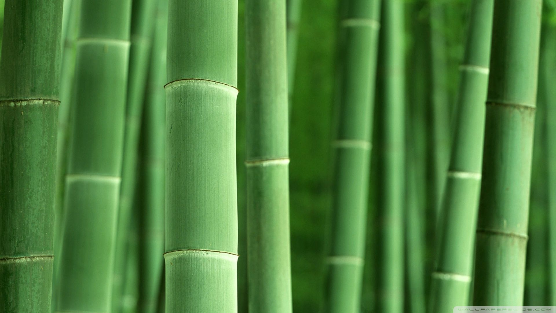Green Bamboo Wallpaper - Wallpapers High Definition
