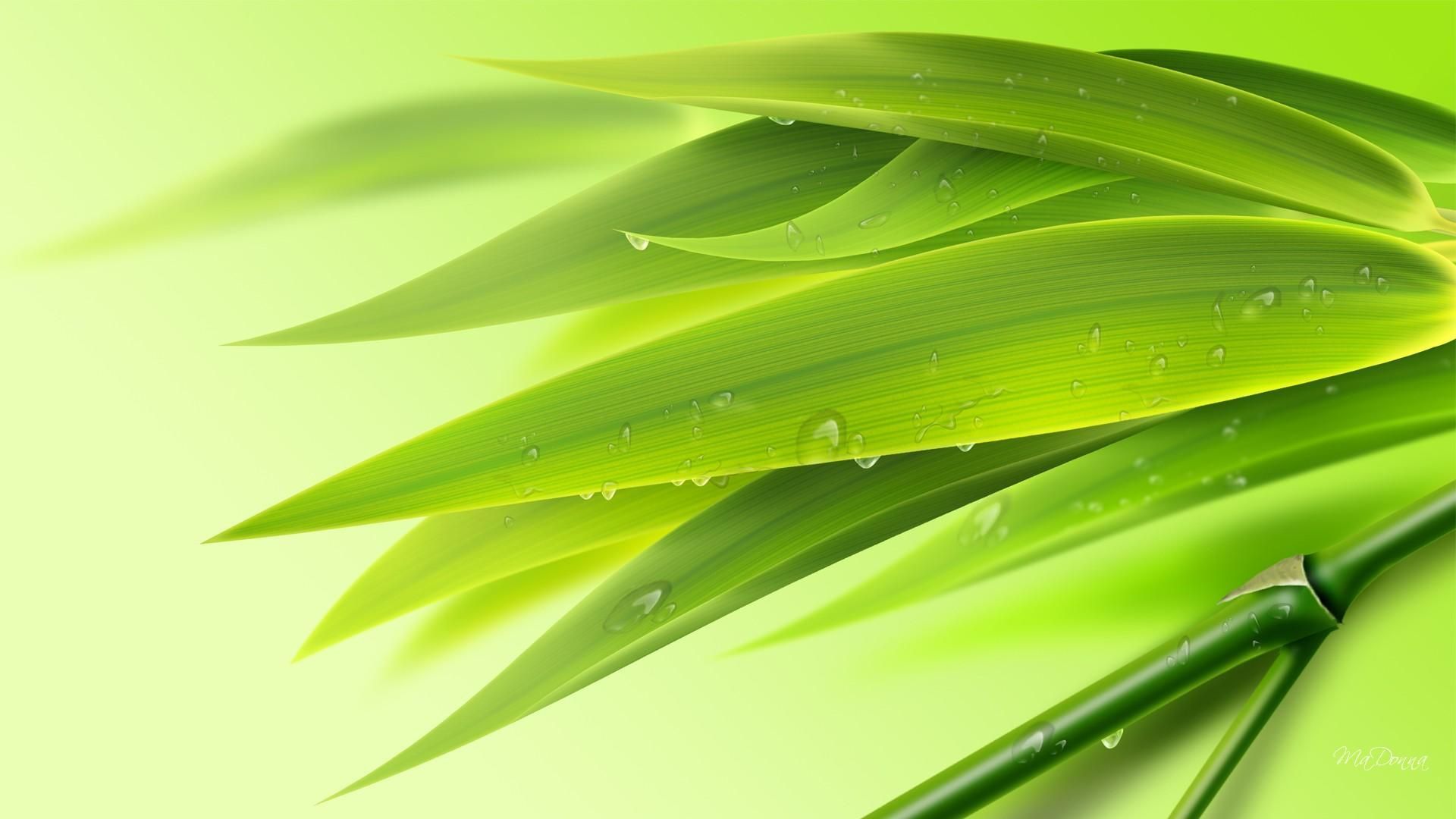 Green Bamboo Wallpapers Backgrounds with quality HD
