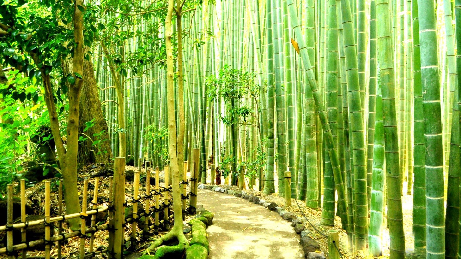 Bamboo-Forest-Wallpaper-42-HD-Image | Good Vibes Radio